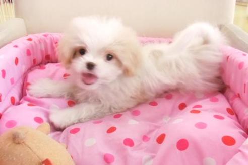 成約済の大阪府のミックス犬-1043の2枚目